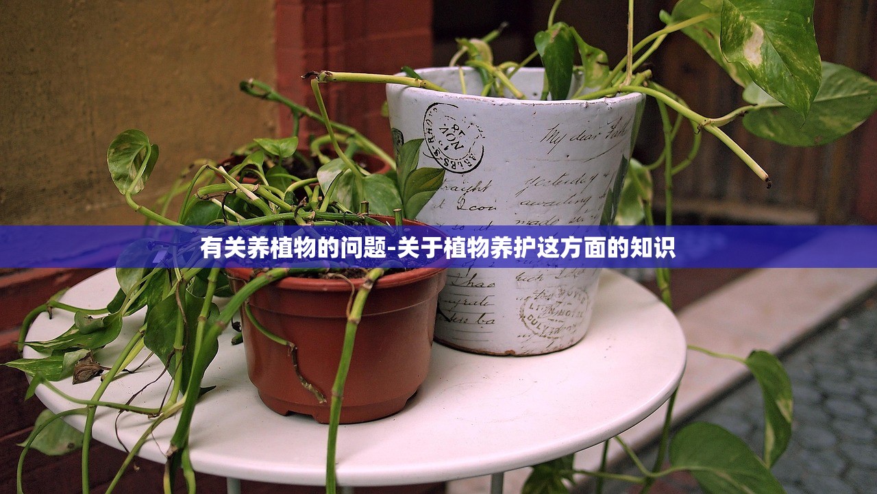 有关养植物的问题-关于植物养护这方面的知识
