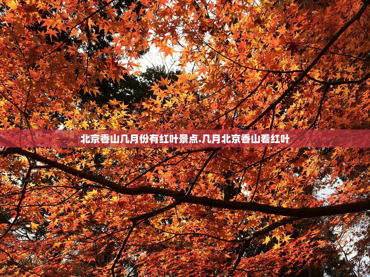 北京香山几月份有红叶景点.几月北京香山看红叶