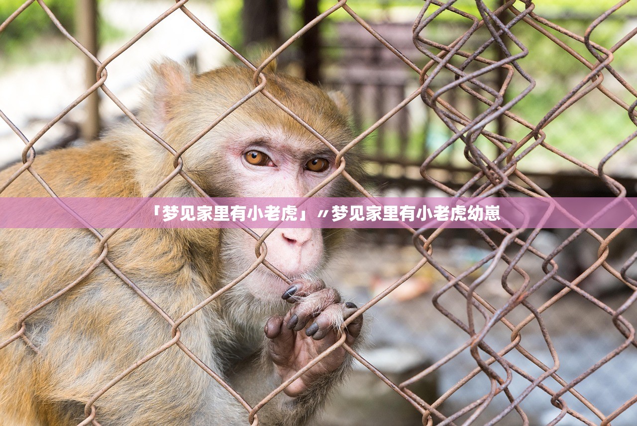 「梦见家里有小老虎」〃梦见家里有小老虎幼崽