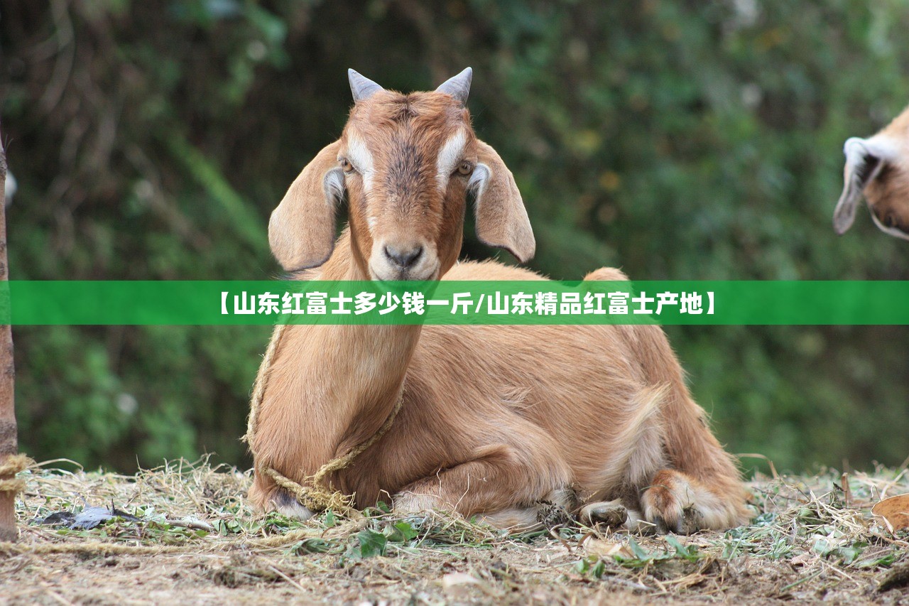 【山东红富士多少钱一斤/山东精品红富士产地】