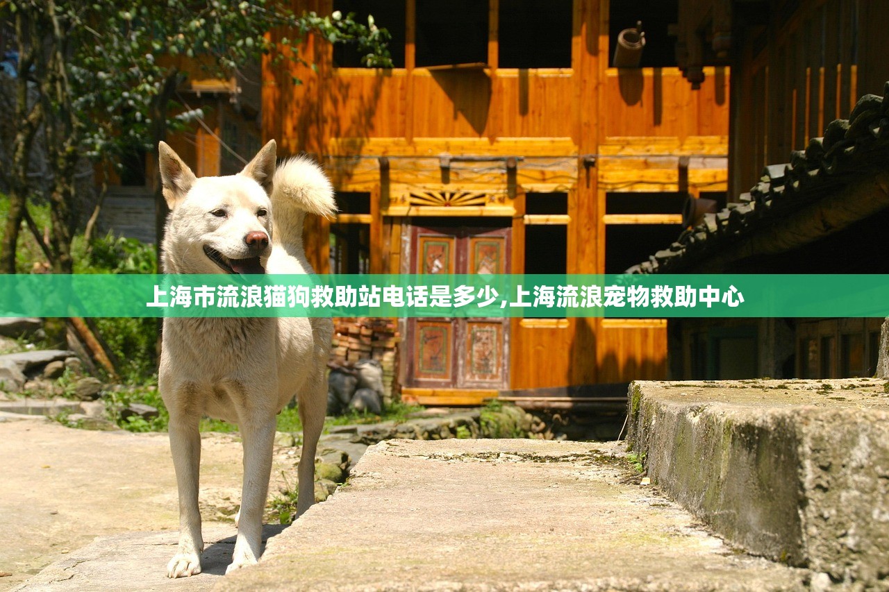 上海市流浪猫狗救助站电话是多少,上海流浪宠物救助中心