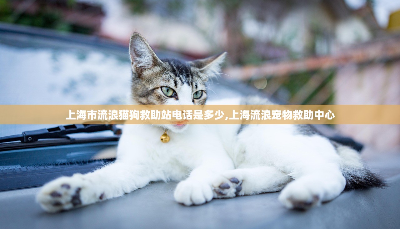 上海市流浪猫狗救助站电话是多少,上海流浪宠物救助中心