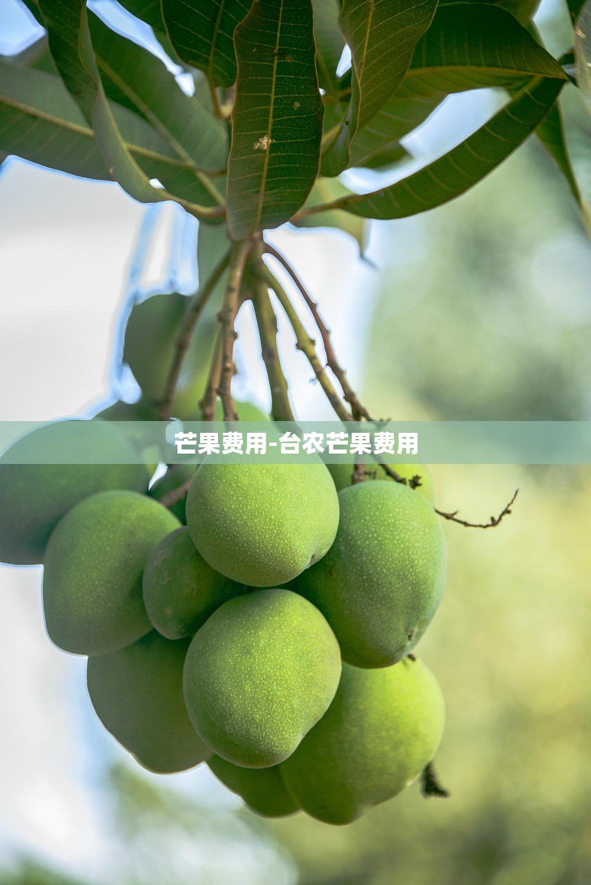 芒果费用-台农芒果费用