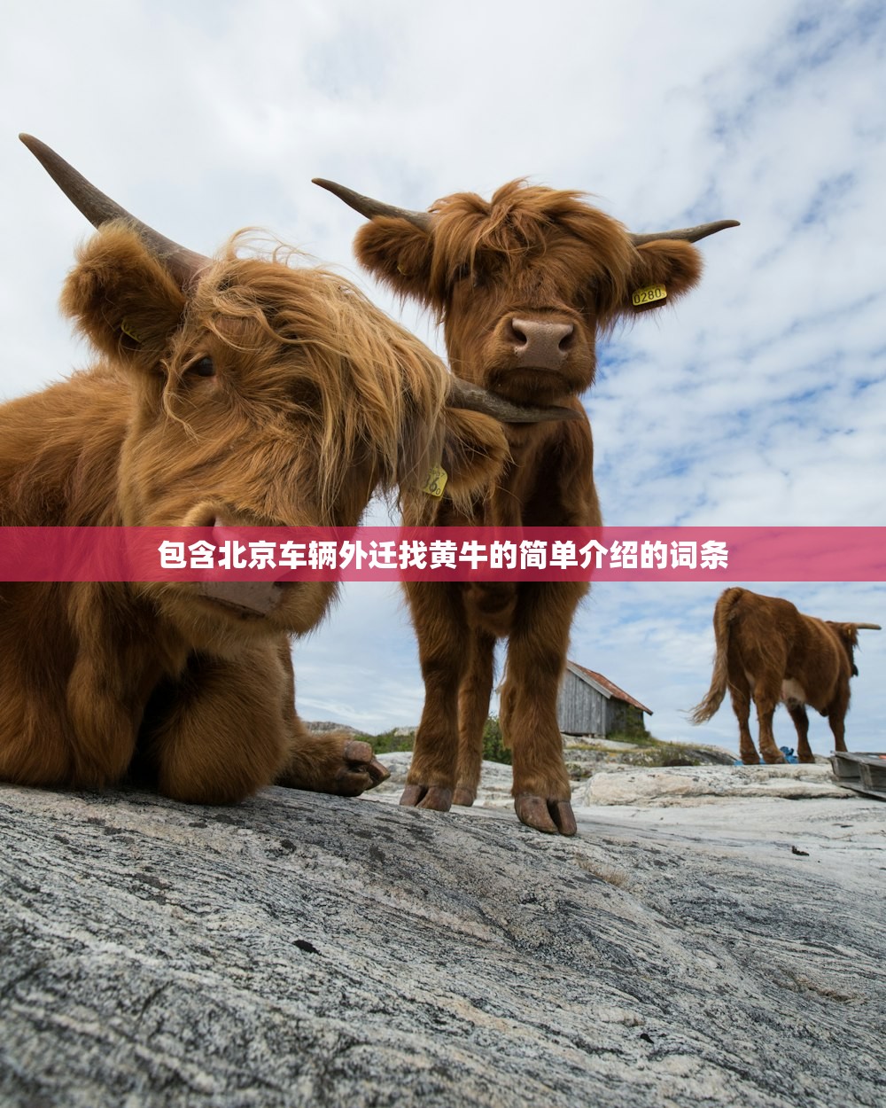 包含北京车辆外迁找黄牛的简单介绍的词条