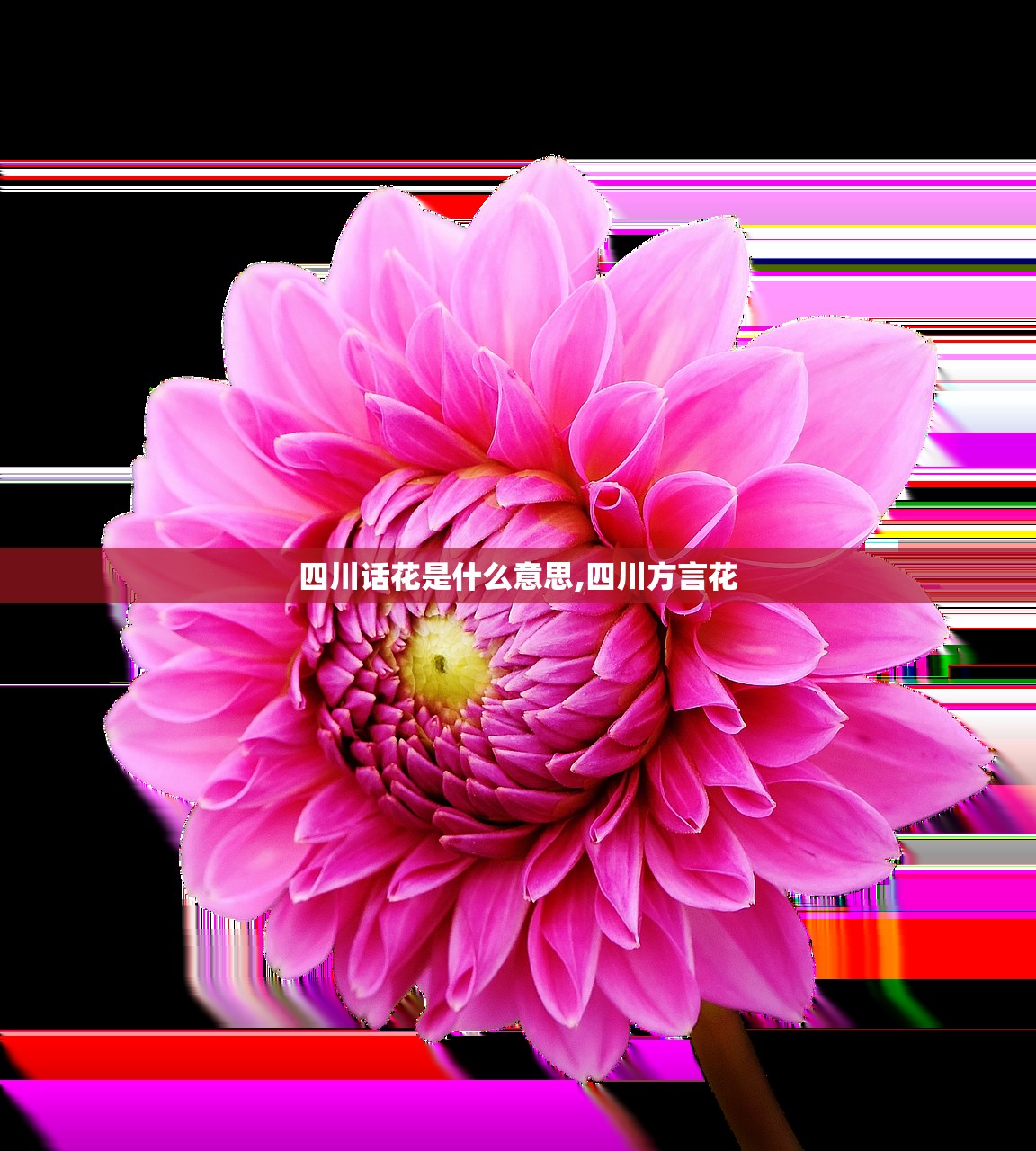 四川话花是什么意思,四川方言花
