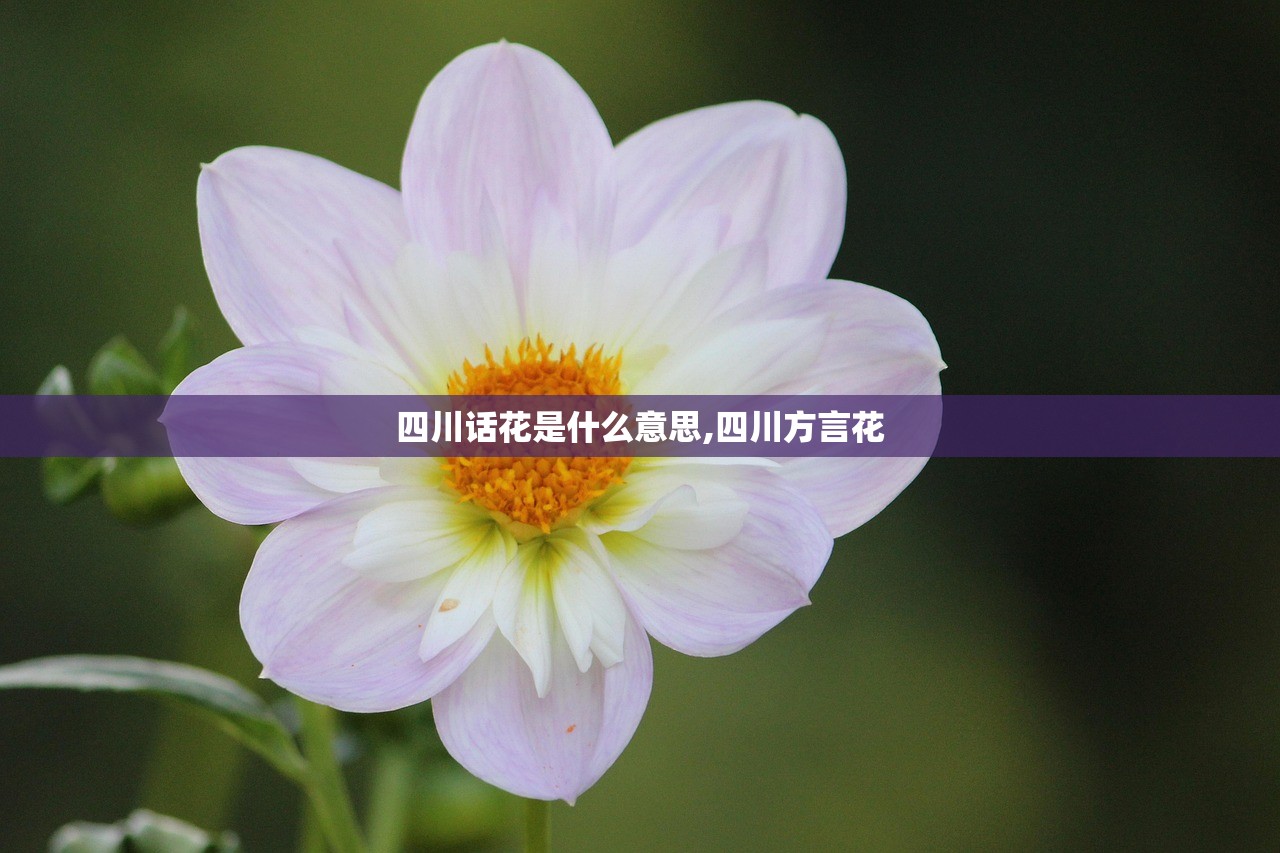 四川话花是什么意思,四川方言花