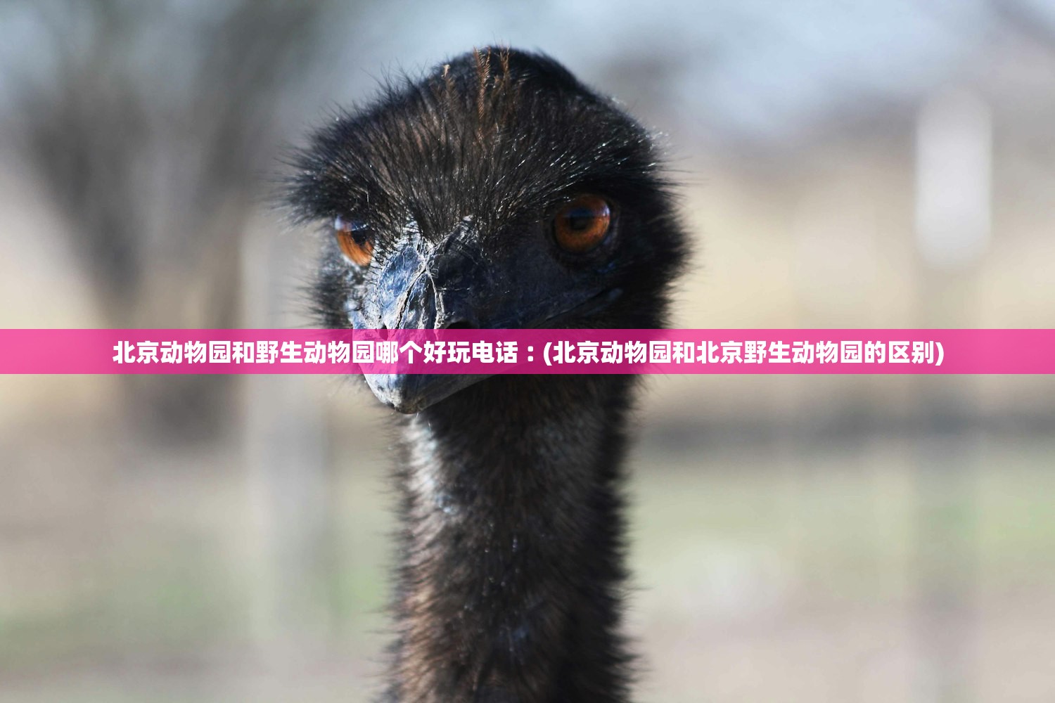 北京动物园和野生动物园哪个好玩电话︰(北京动物园和北京野生动物园的区别) 北京动物园和野生动物园哪个好玩电话︰(北京动物园和北京野生动物园的区别)