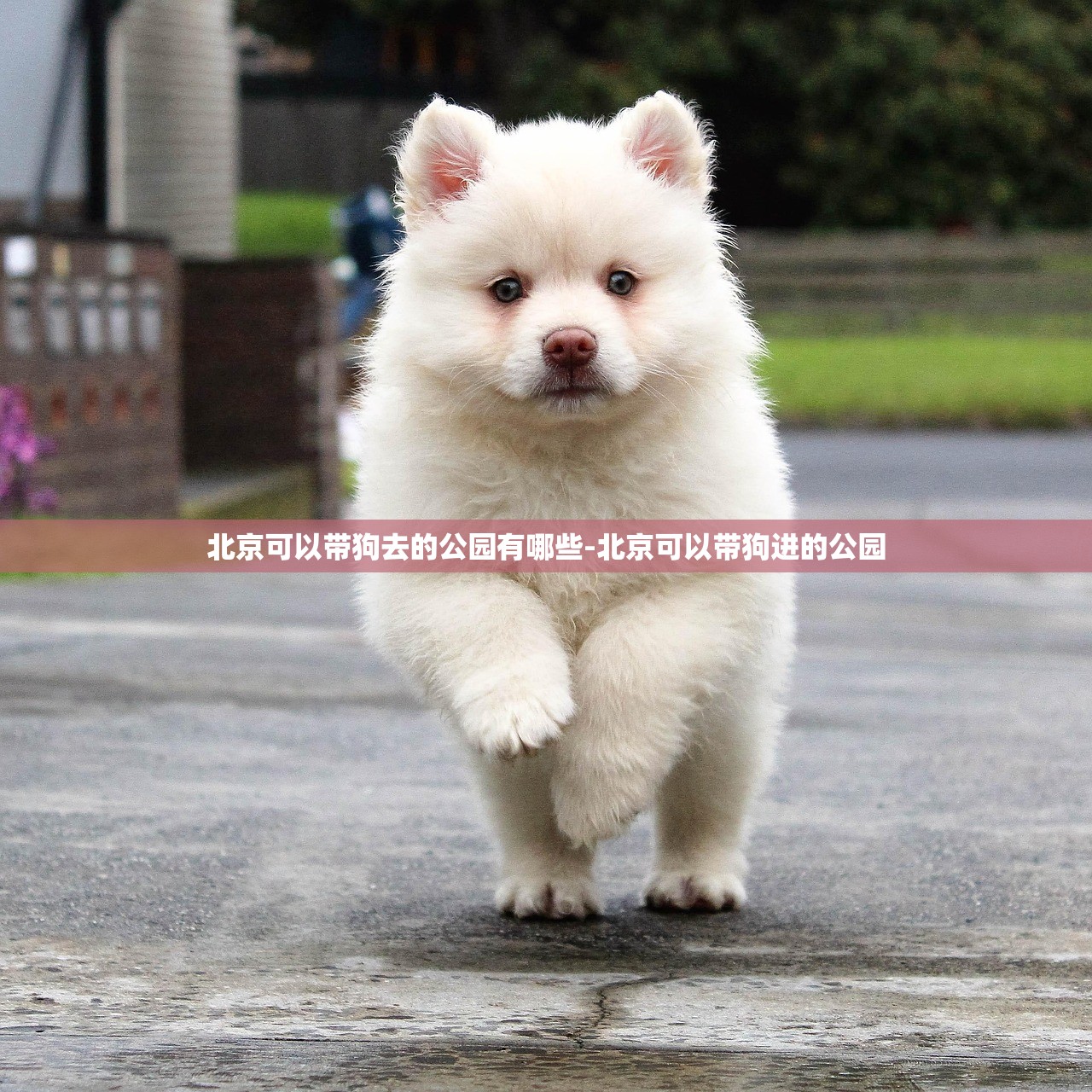 北京可以带狗去的公园有哪些-北京可以带狗进的公园