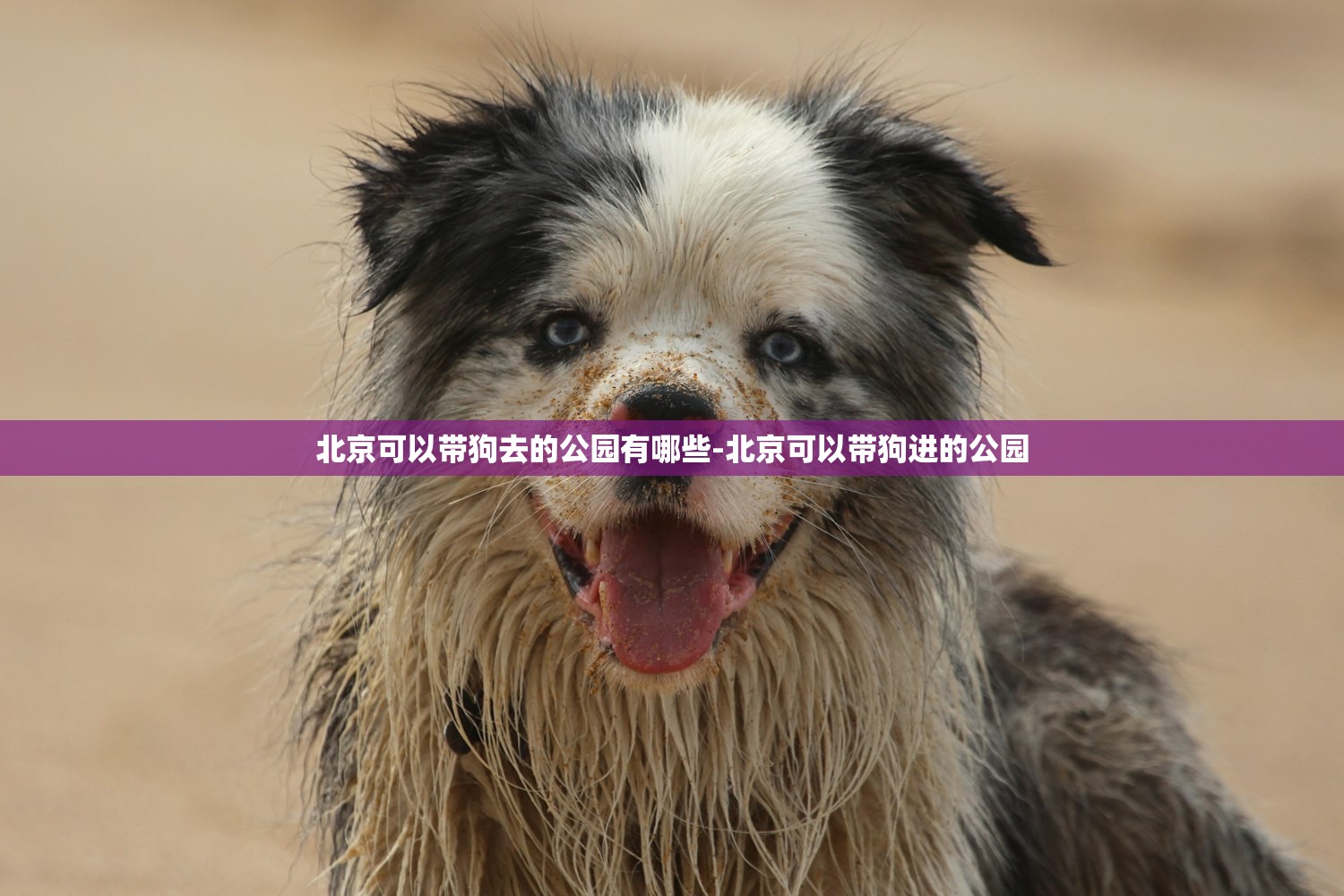 北京可以带狗去的公园有哪些-北京可以带狗进的公园