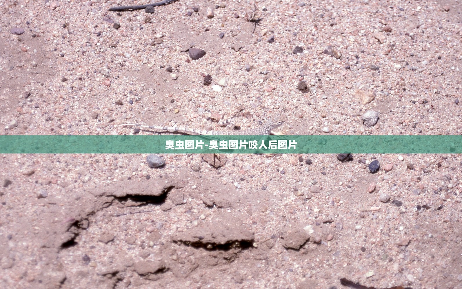 臭虫图片-臭虫图片咬人后图片