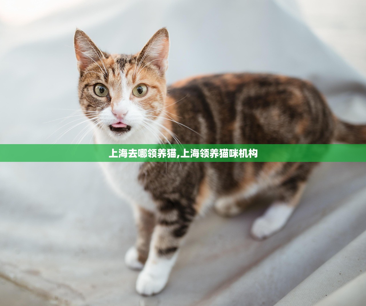 上海去哪领养猫,上海领养猫咪机构