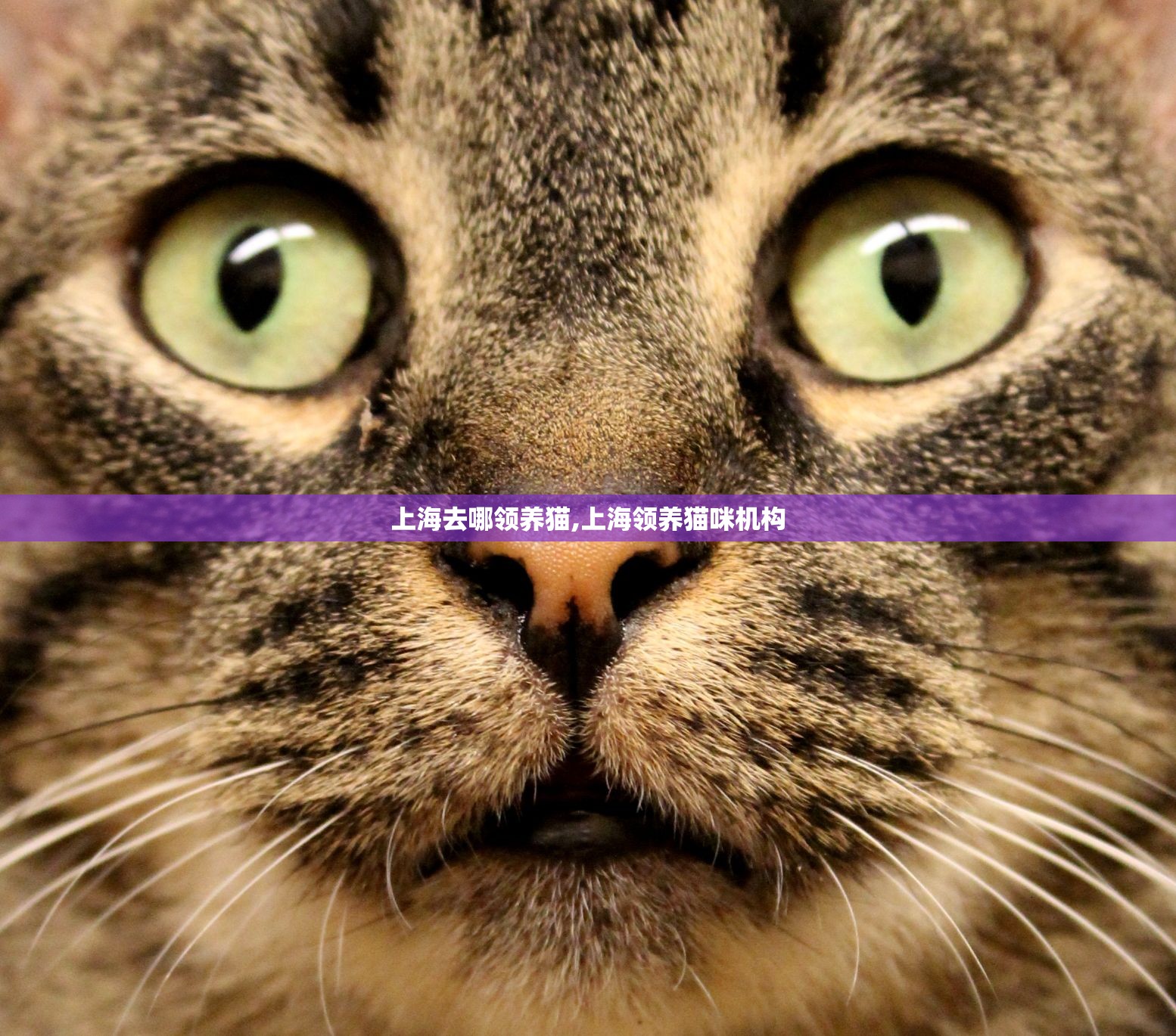 上海去哪领养猫,上海领养猫咪机构
