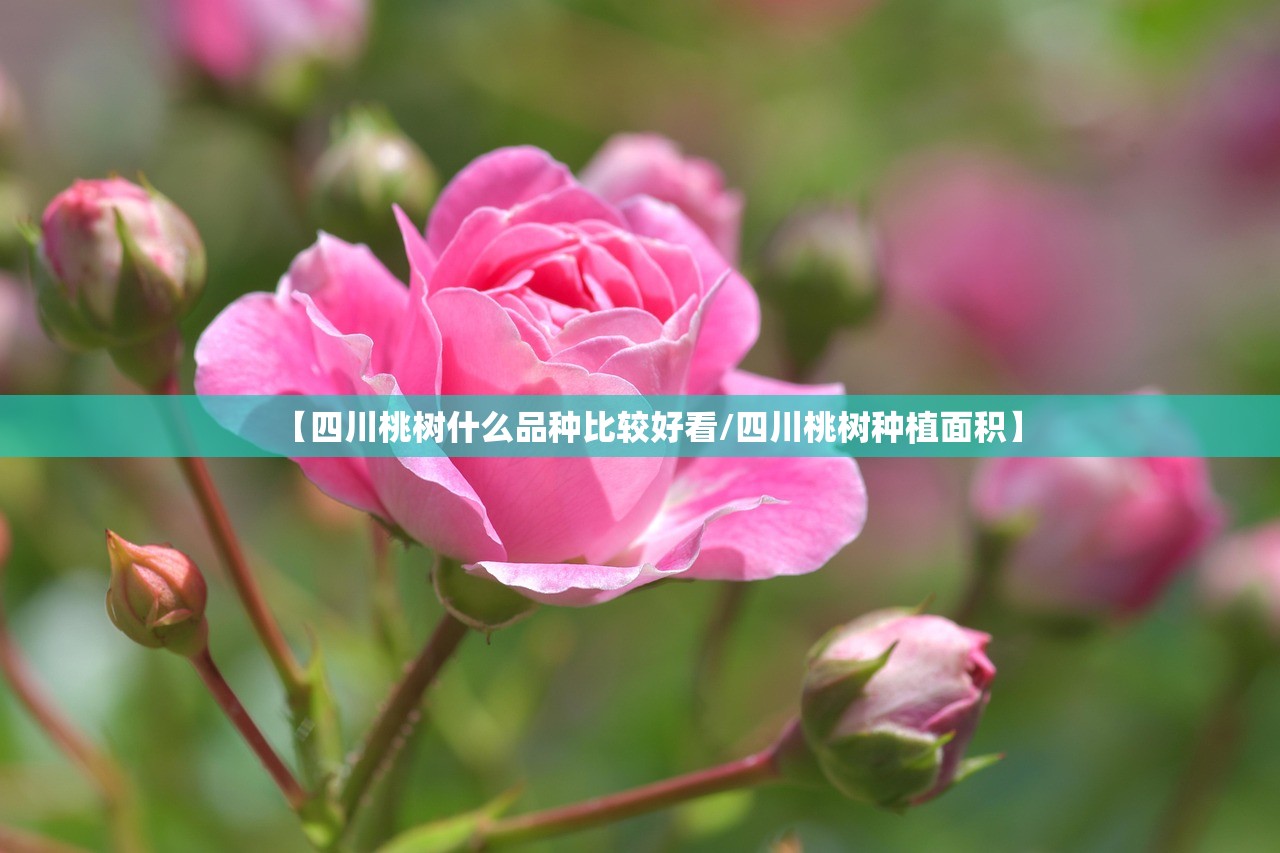 【四川桃树什么品种比较好看/四川桃树种植面积】 【四川桃树什么品种比较好看/四川桃树种植面积】