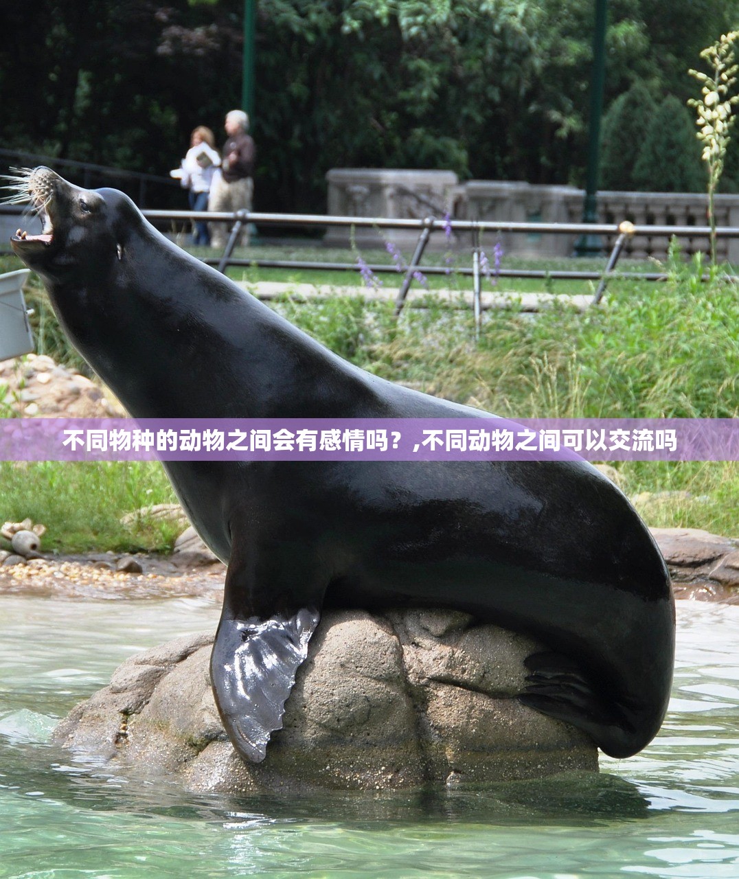 不同物种的动物之间会有感情吗？,不同动物之间可以交流吗